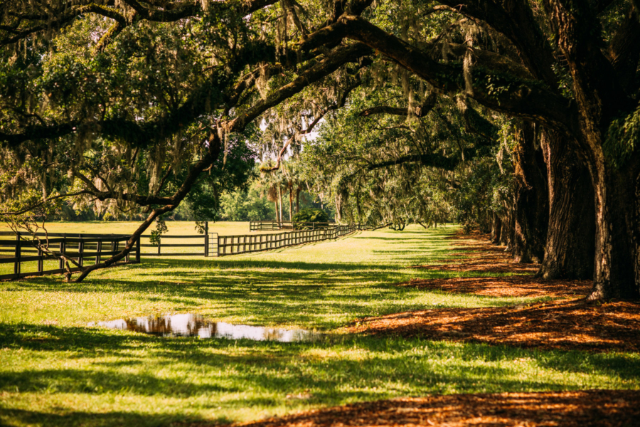 Southern Greenery - Travel Guide: 36 hours in Charleston, SC // NotJessFashion.com