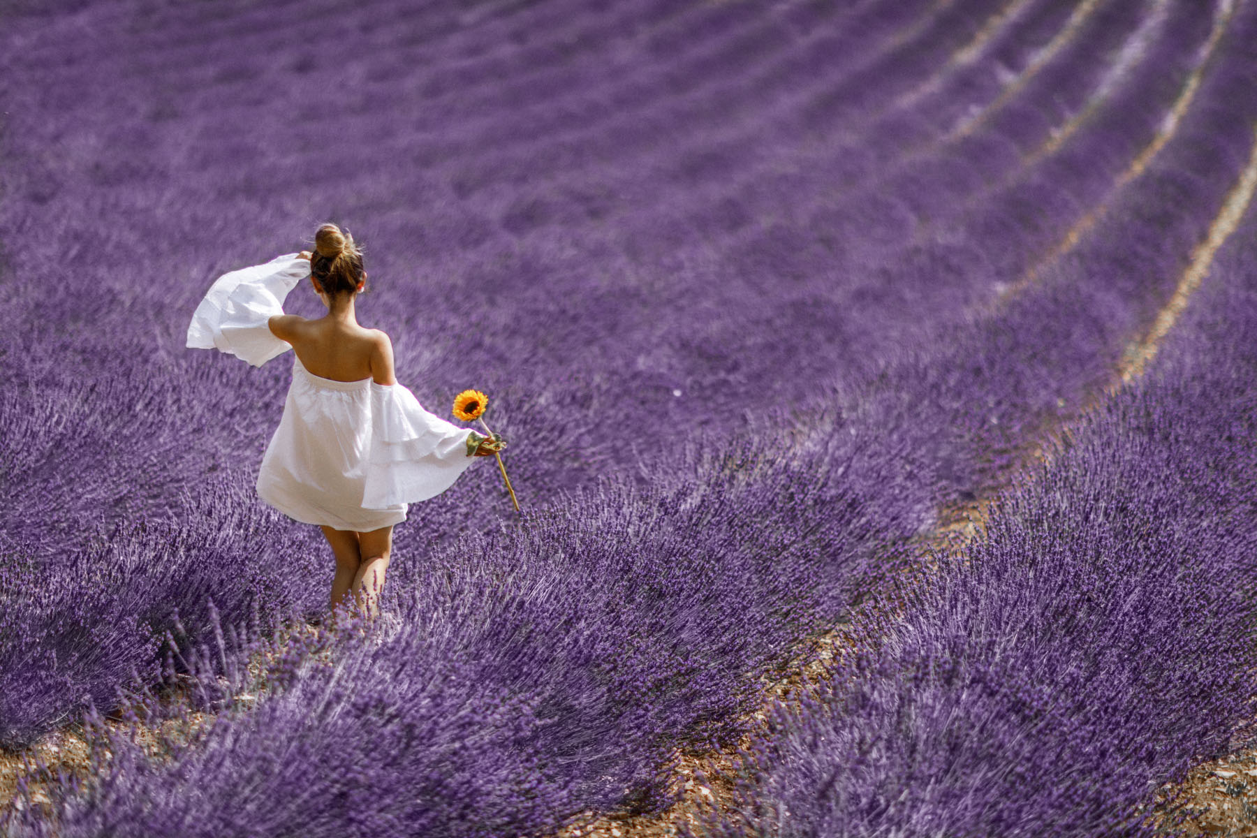 Lavender Field - A Souvenir from Provence // NotJessFashion.com