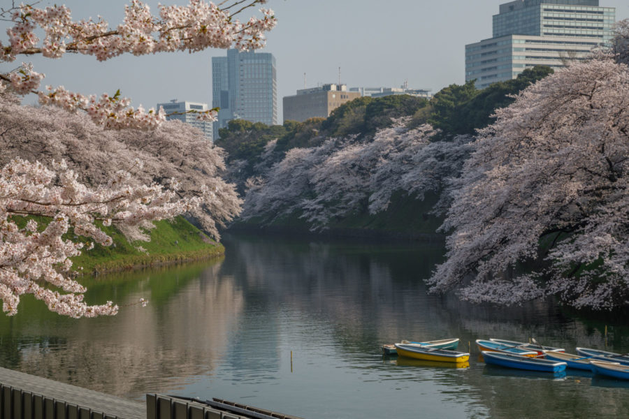 Boating in Chidorigafuchi during cherry blossom season, luxury travel blogger // Notjessfashion.com